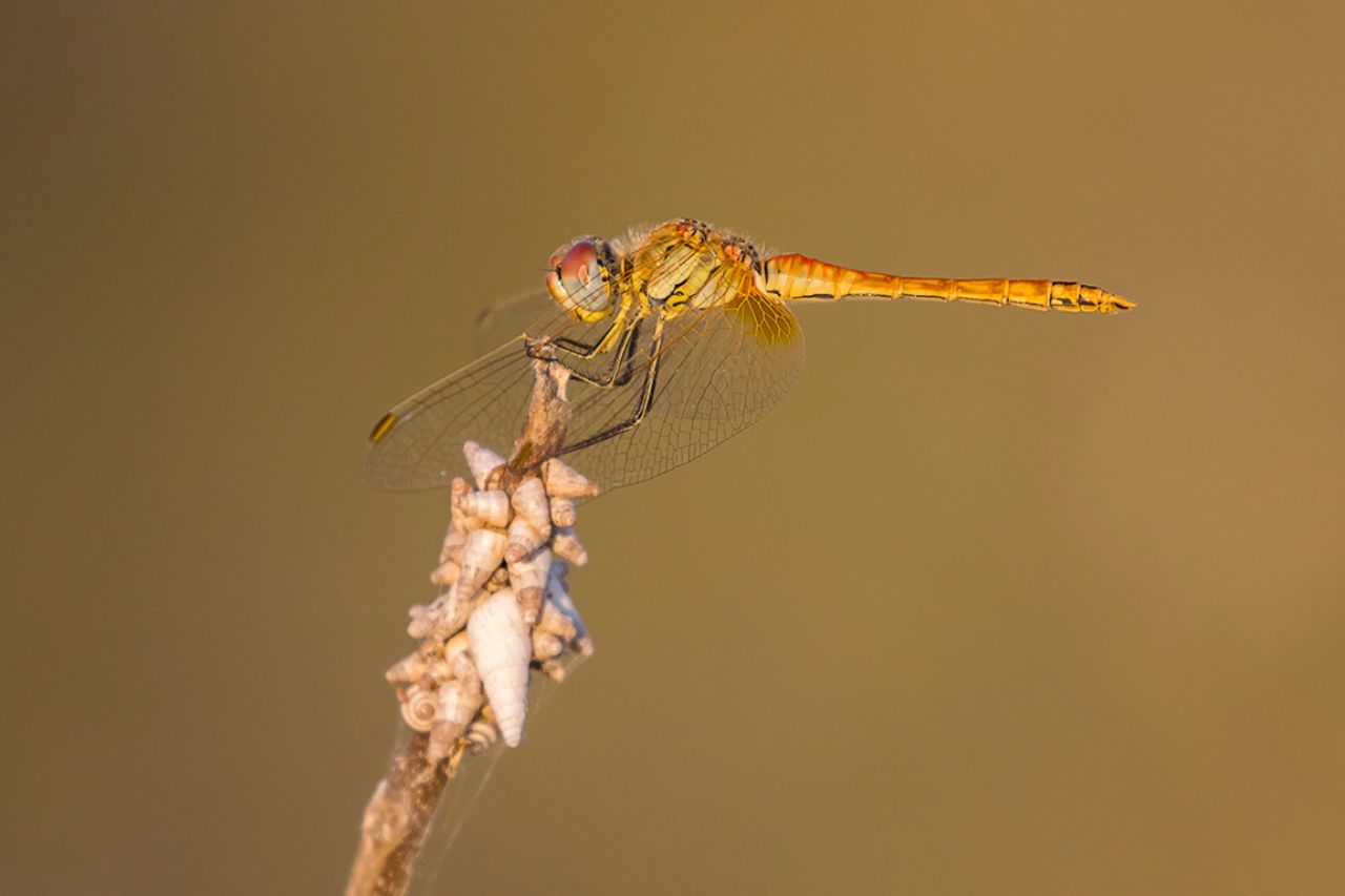 Sympetrum fonscolombii h.
