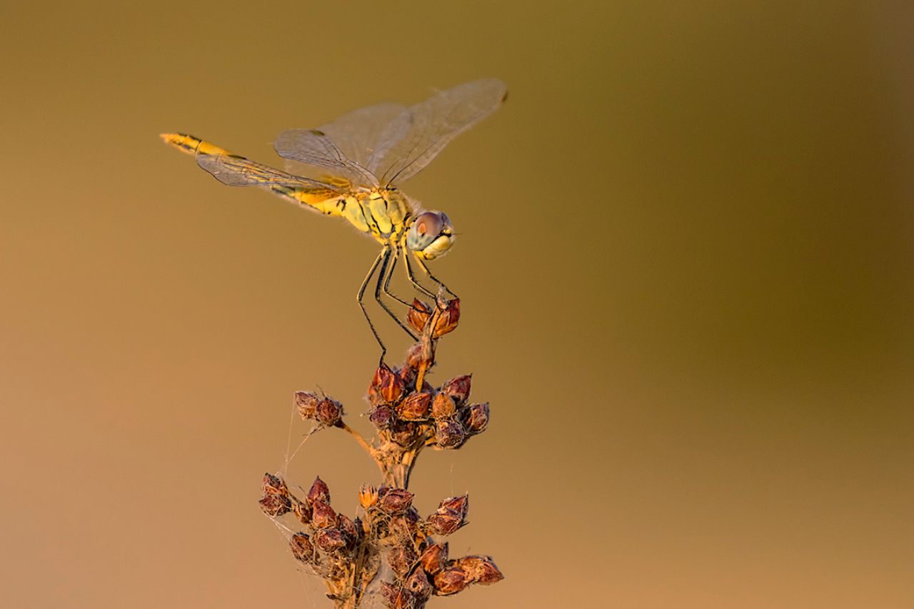 Sympetrum fonscolombii h.