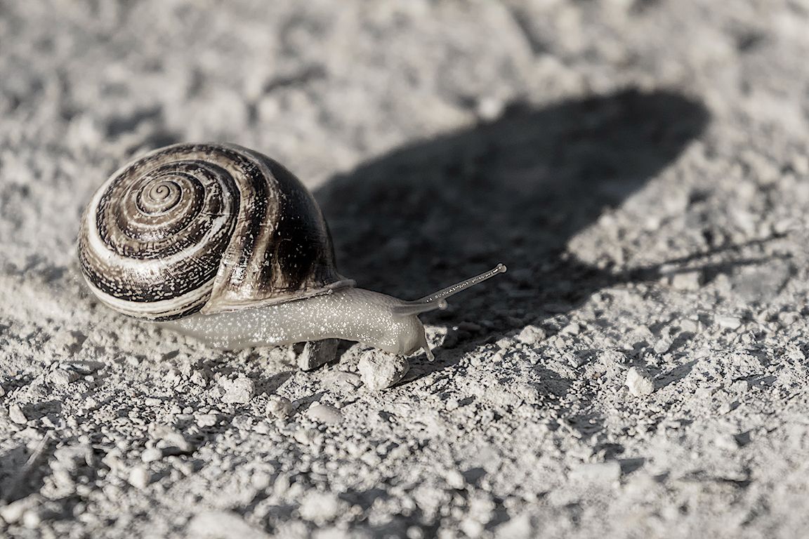 Con la sombra a cuestas