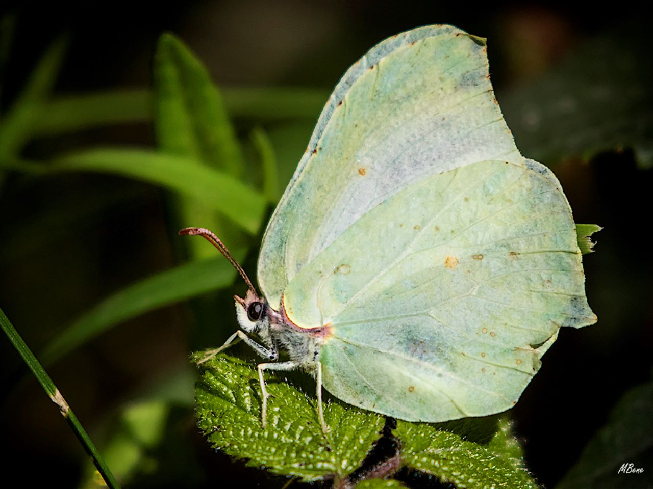 Gonepterix rhamni, may2017