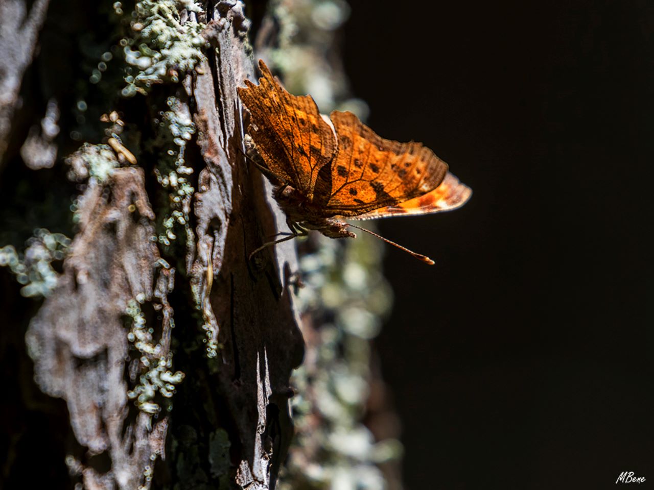 Poligonia c-album, may2017