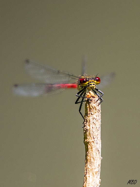 Monasterio de Piedra, jun2017