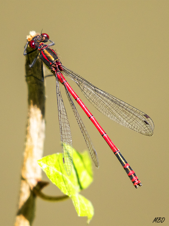 Monasterio de Piedra, jun2017