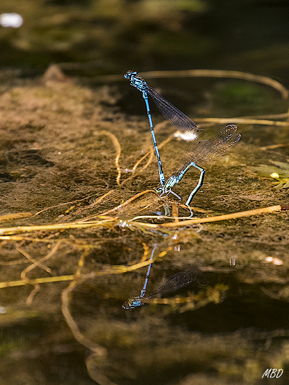 Monasterio de Piedra, jun2017