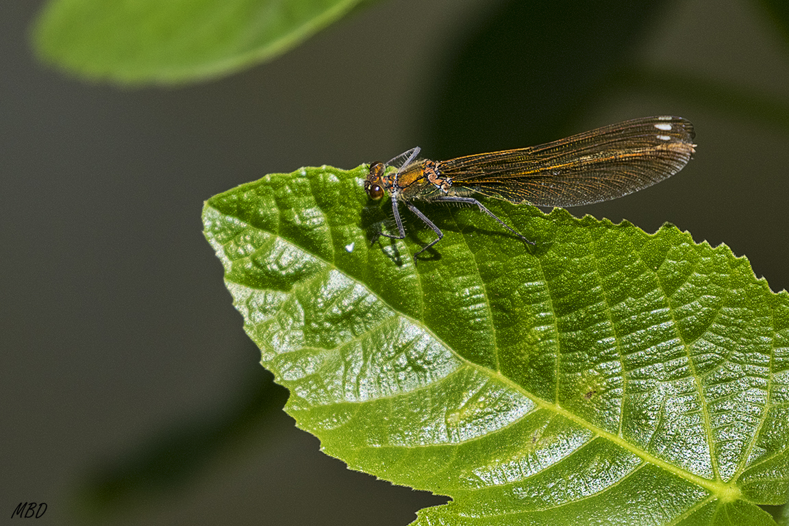 Monasterio de Piedra, jun2017
