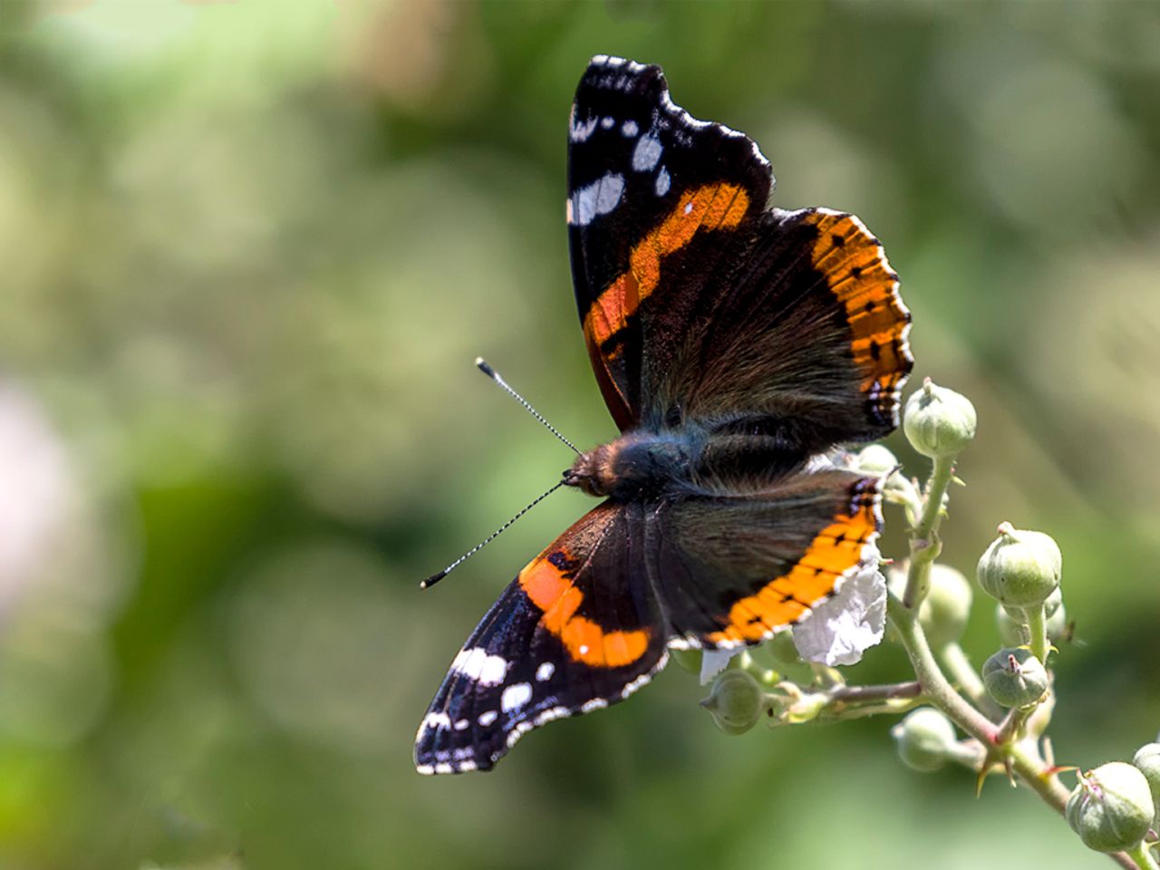 Vanessa atalanta