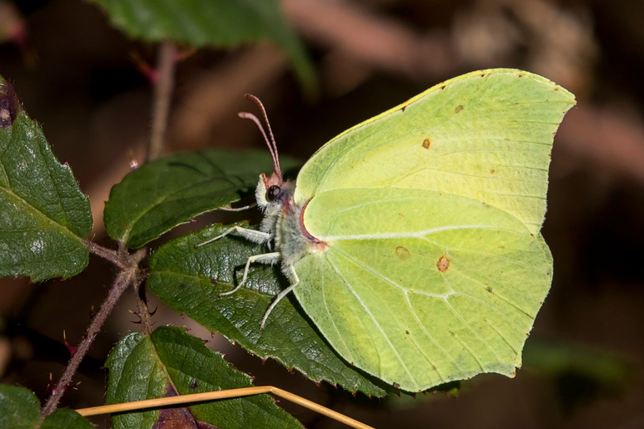 Gomnepterix cleopatra