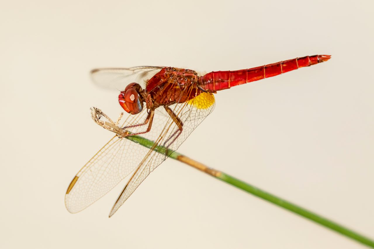 Crocothermis erythraea macho