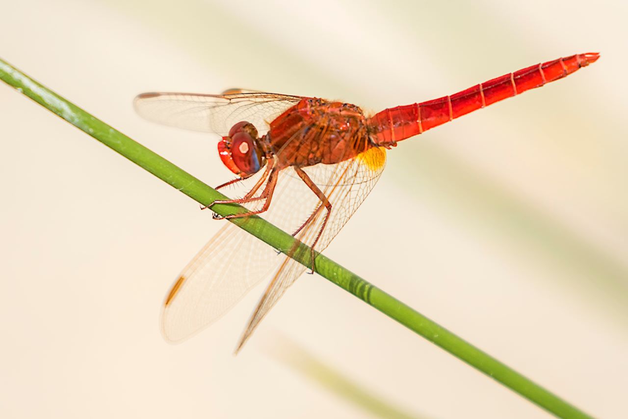 Crocothermis erythraea macho