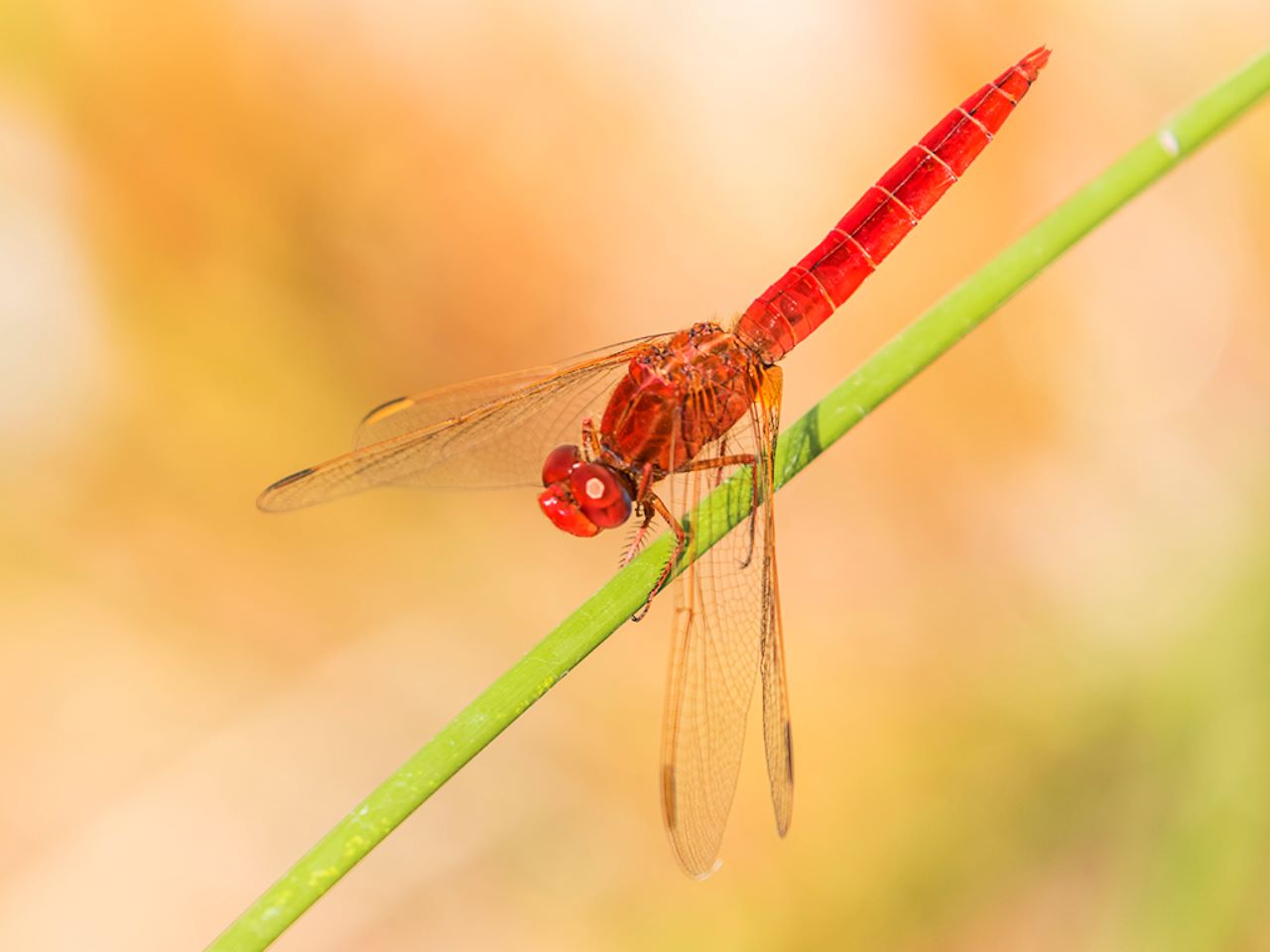 Crocothermis erythraea macho