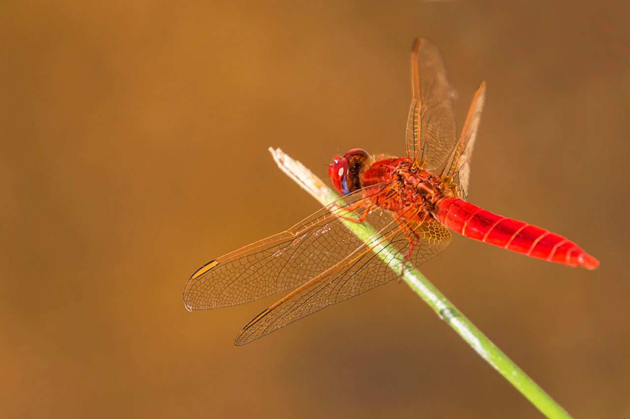 Crocothermis erythraea macho
