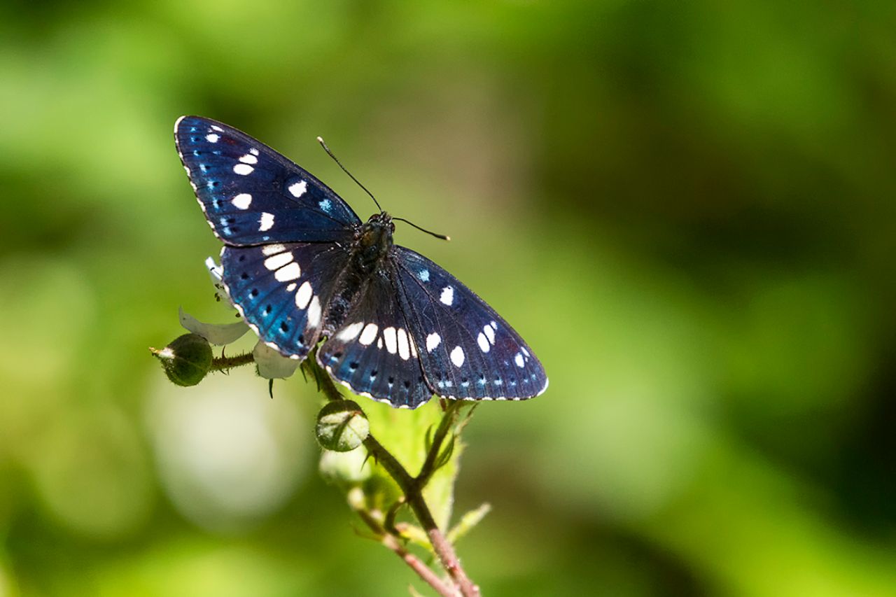Limenitis reducta