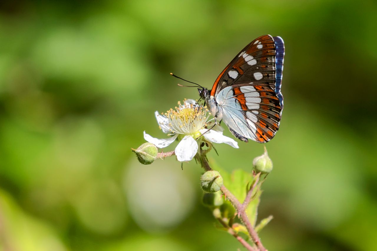 Limenitis reducta