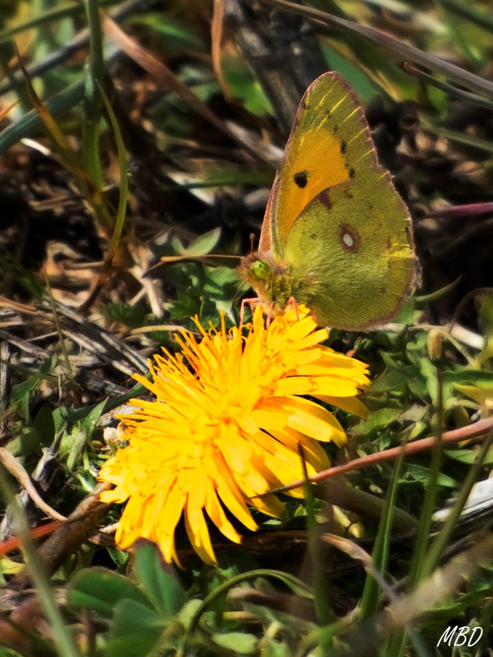 Valdeloshielos, mar2016