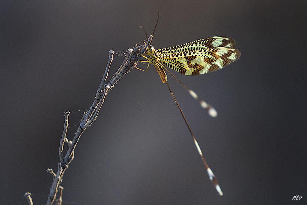 Almería, jun2016. Sorprendente criatura