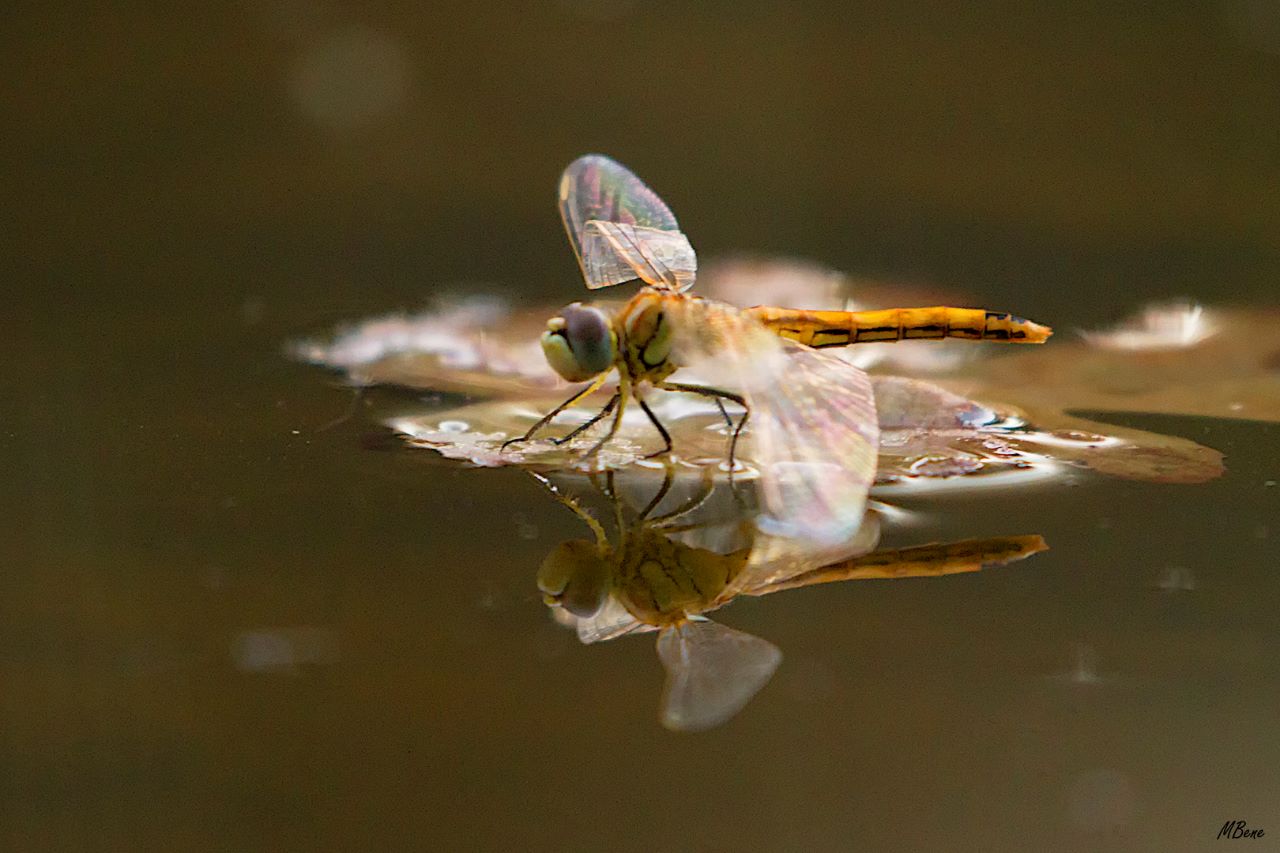 Sympetrum fonscolombii (hembra)