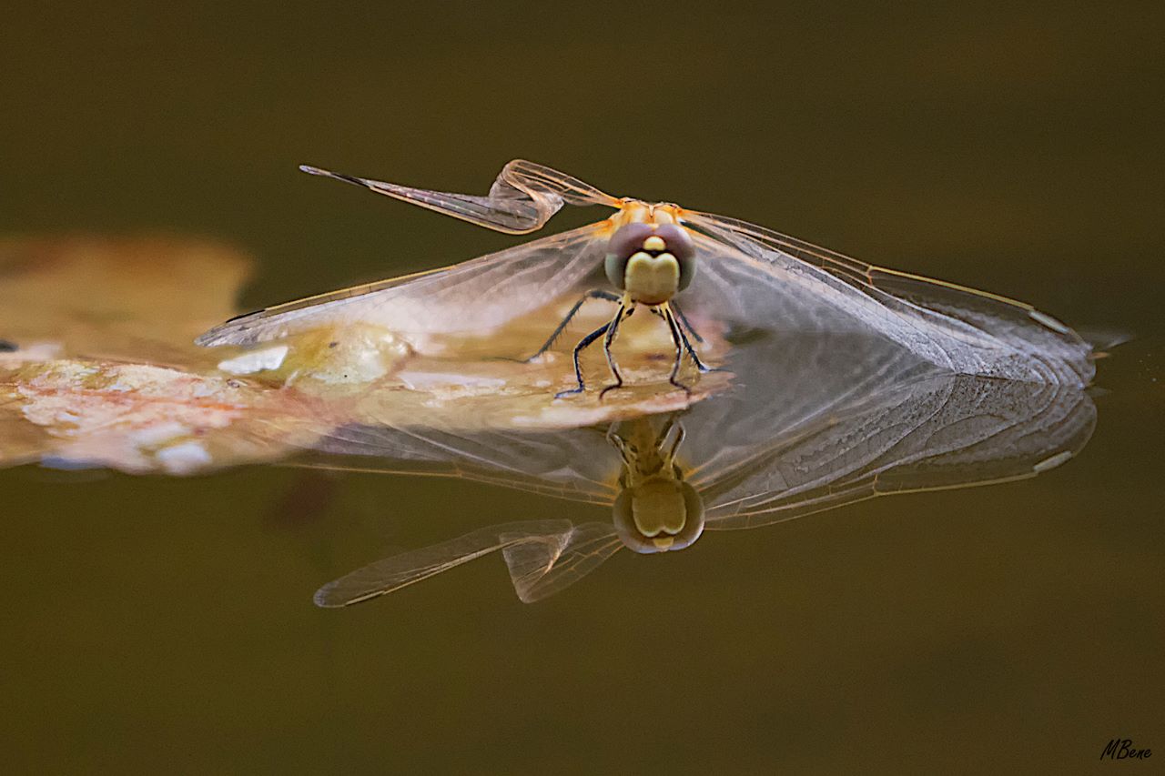 Sympetrum fonscolombii (hembra)