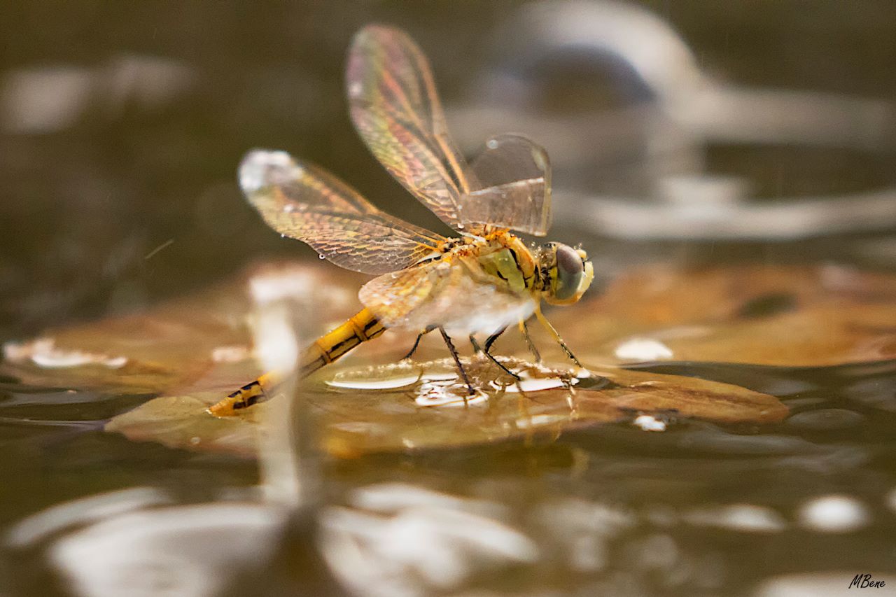 Sympetrum fonscolombii (hembra)