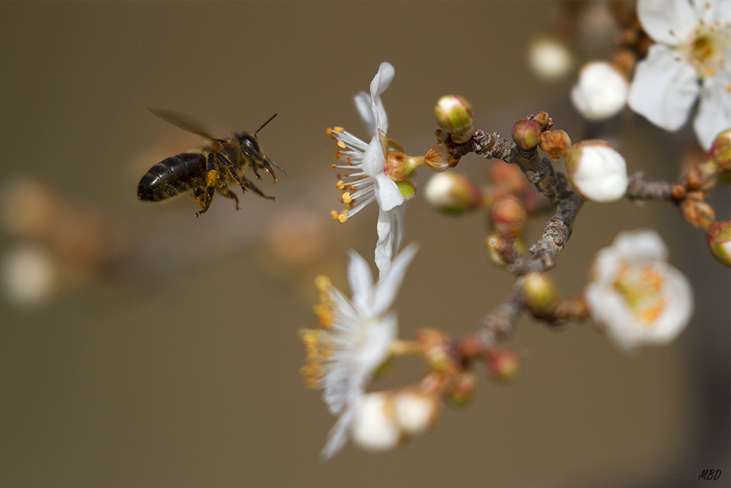 Los galachos, Zaragoza, feb2016