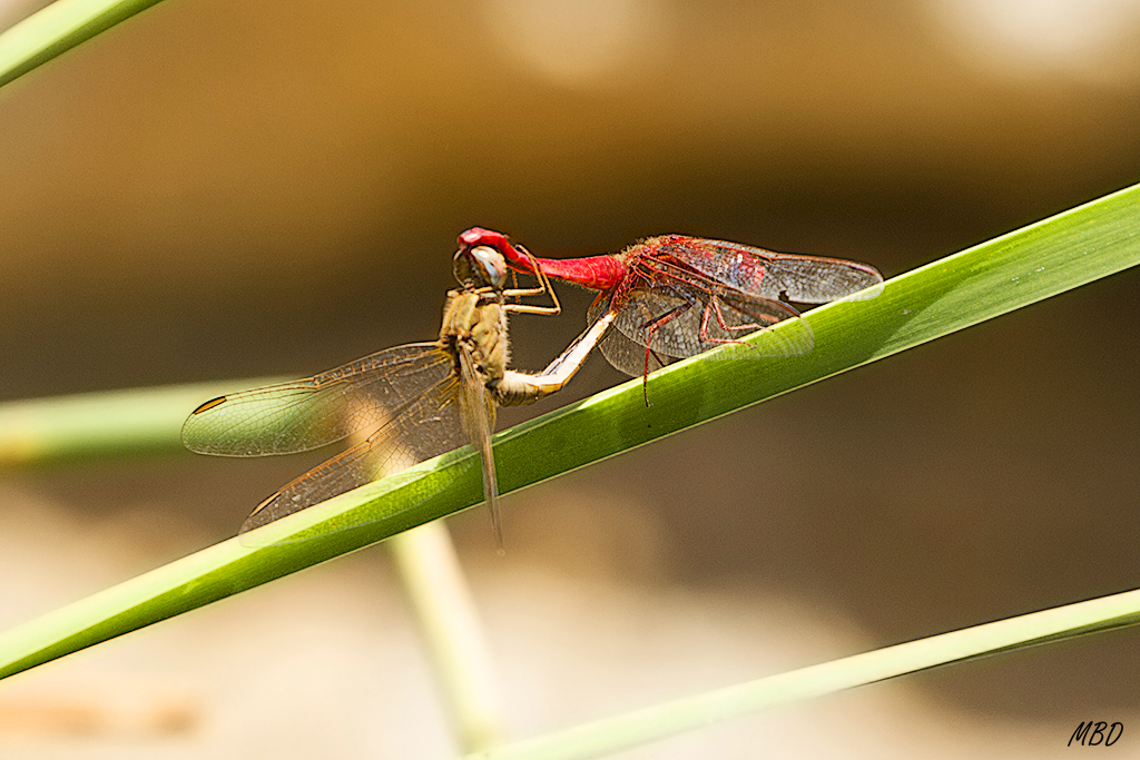 Hide-bebedero, jul2016. 