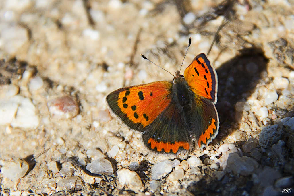 Valdeloshielos, mar2016.