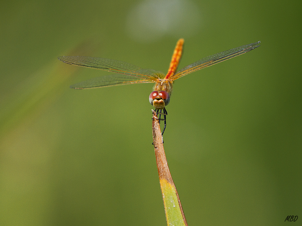 Hide-bebedero, jul2016. 