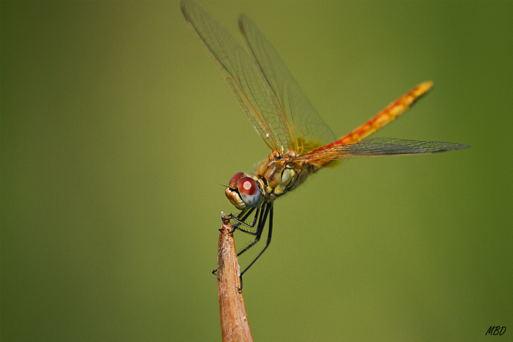 Hide-bebedero, jul2016. 