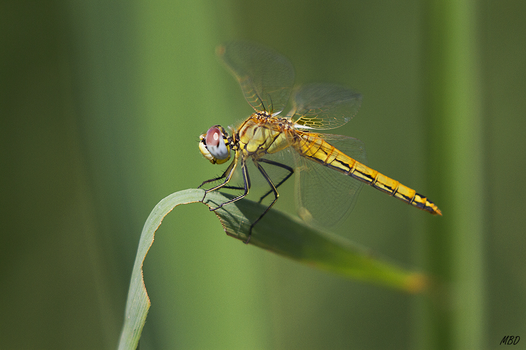 Hide-bebedero, jul2016. 