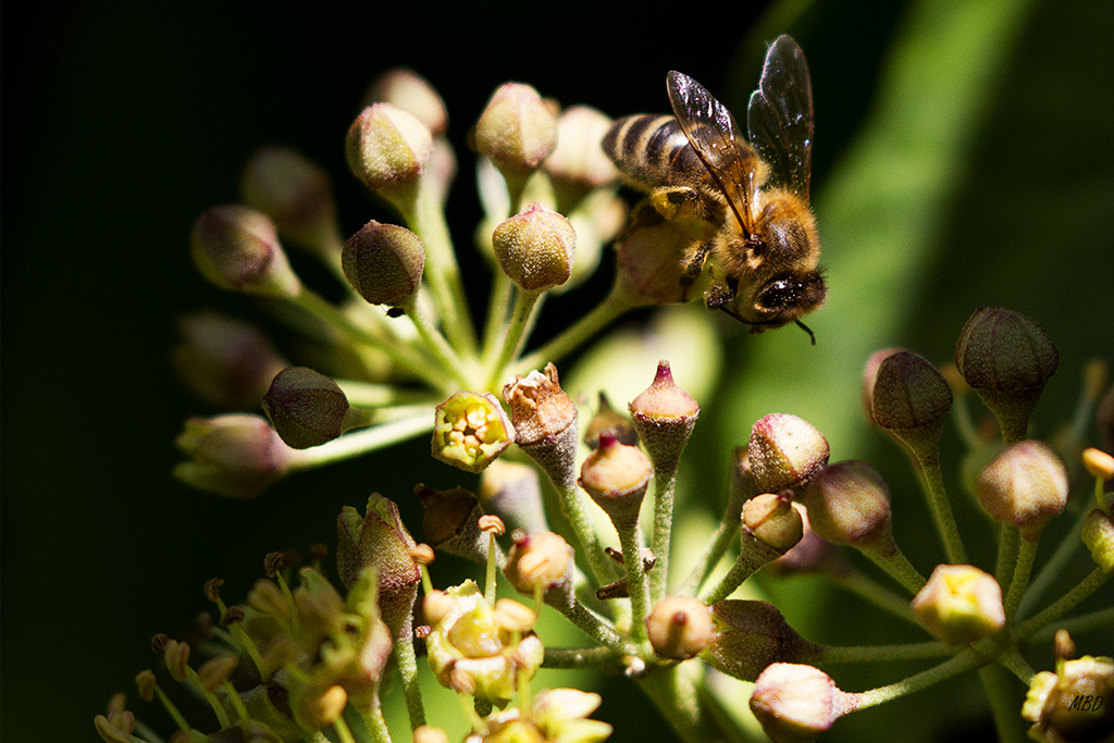 Mi jardín, oct2015. Quería equilibrar el peso de las flores y la abeja, y dar protagonismo a la luces y sombras de una mañana radiante. 