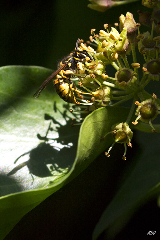 Mi jardín, oct2015. La sombra sobre la hoja es el plus.