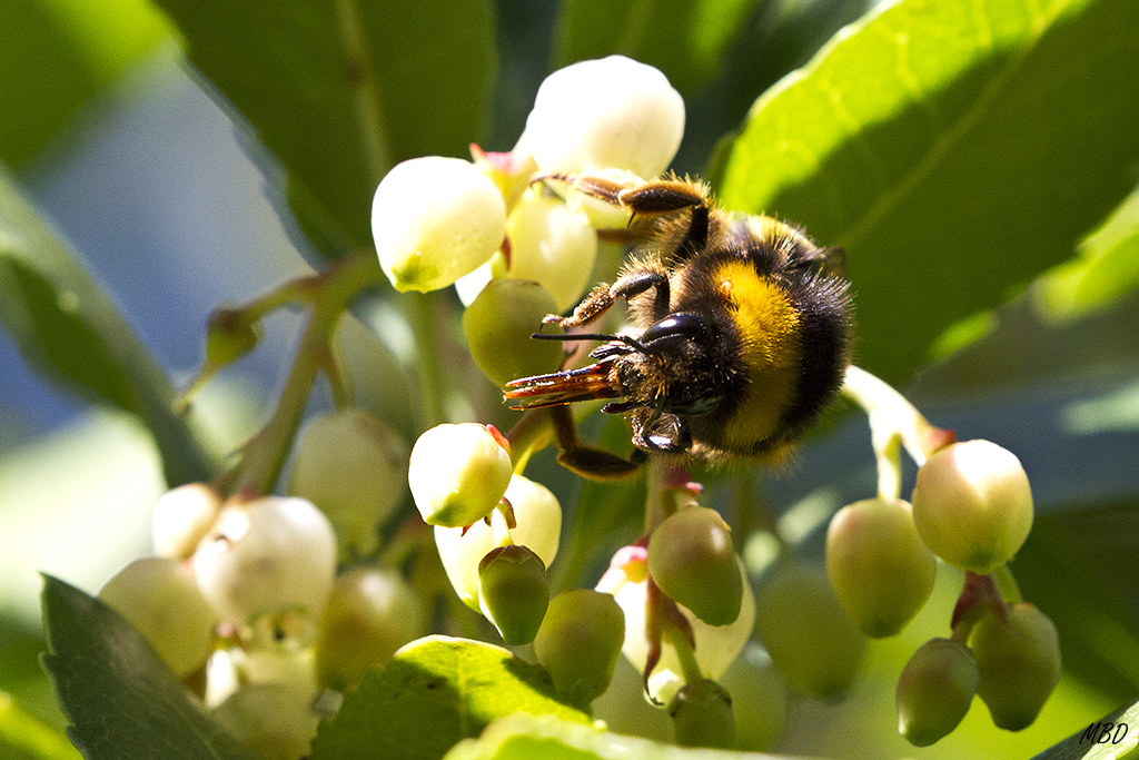 Mi jardín, oct2015. Detalles morfológicos.