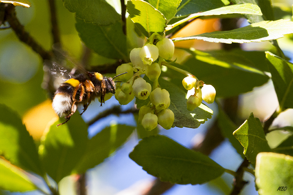 Mi jardín, oct2015. Atreviéndome a hacer vuelos....