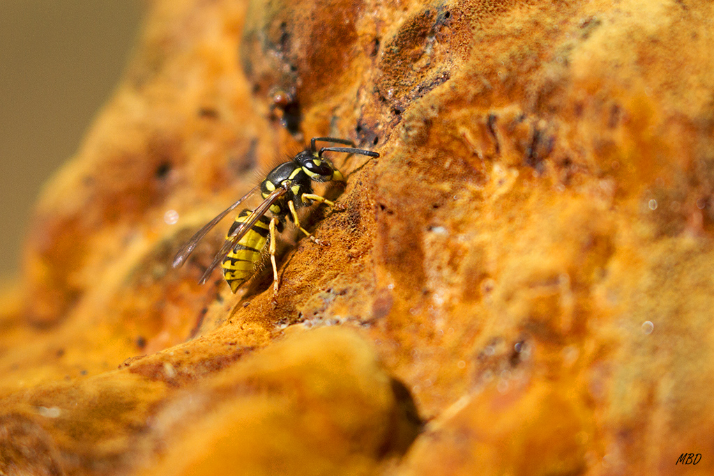 El Pardo, oct2015. Sobre el hongo de uno de los árboles de la ribera del Manzanares. 