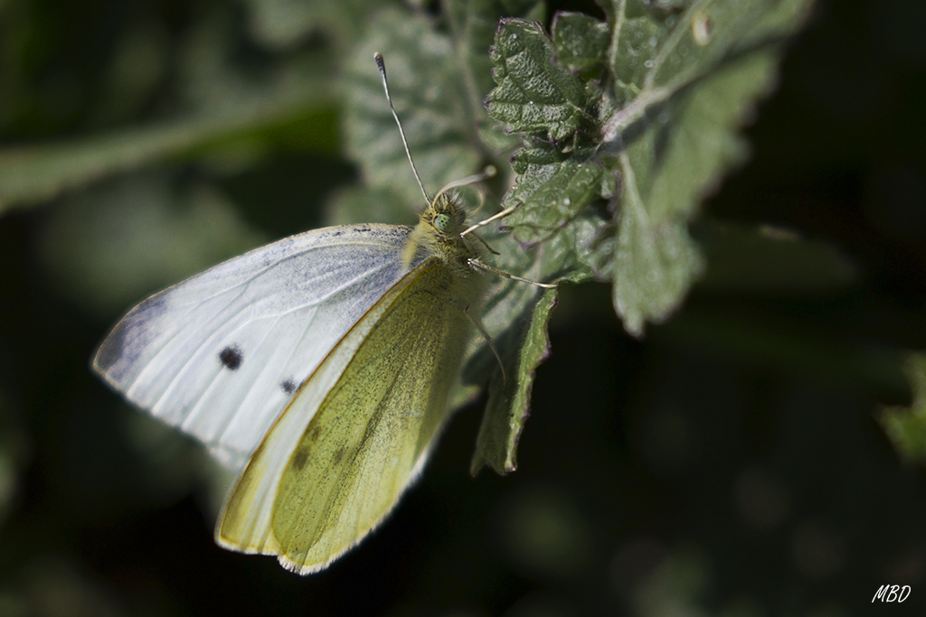 El Pardo, mar2016. Aprovechando la paradiña