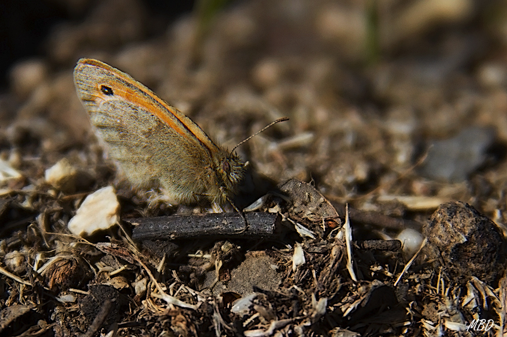 3c, abr2016. Siempre por los suelos...