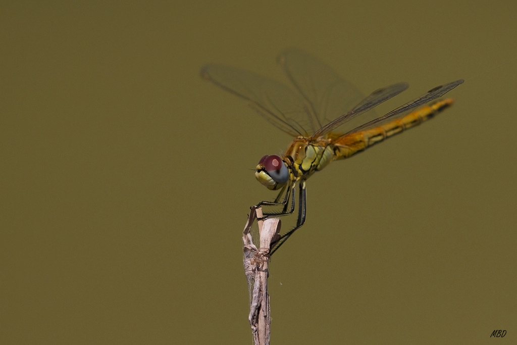 Delta del Ebro, jul2015.