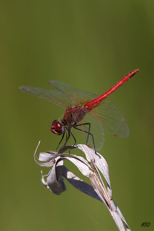 Delta del Ebro, jul2015.