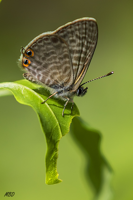 Tres Cantos, jul2017