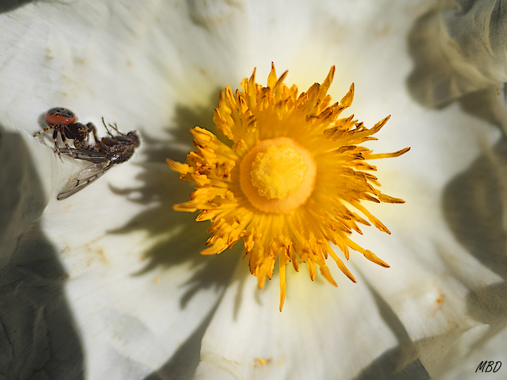 Valdeloshielos, mar2016. Cacería en la jara