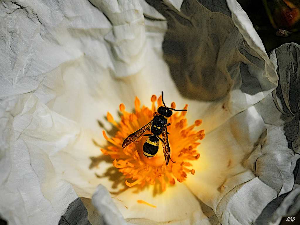 Valdeloshielos, mar2016