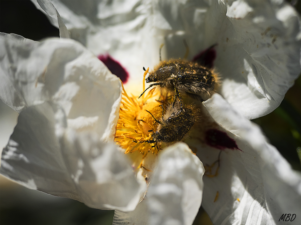 Valdeloshielos, mar2016. Engolosinadas