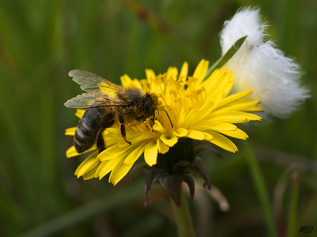 Puente de la Marmota, mar2016.