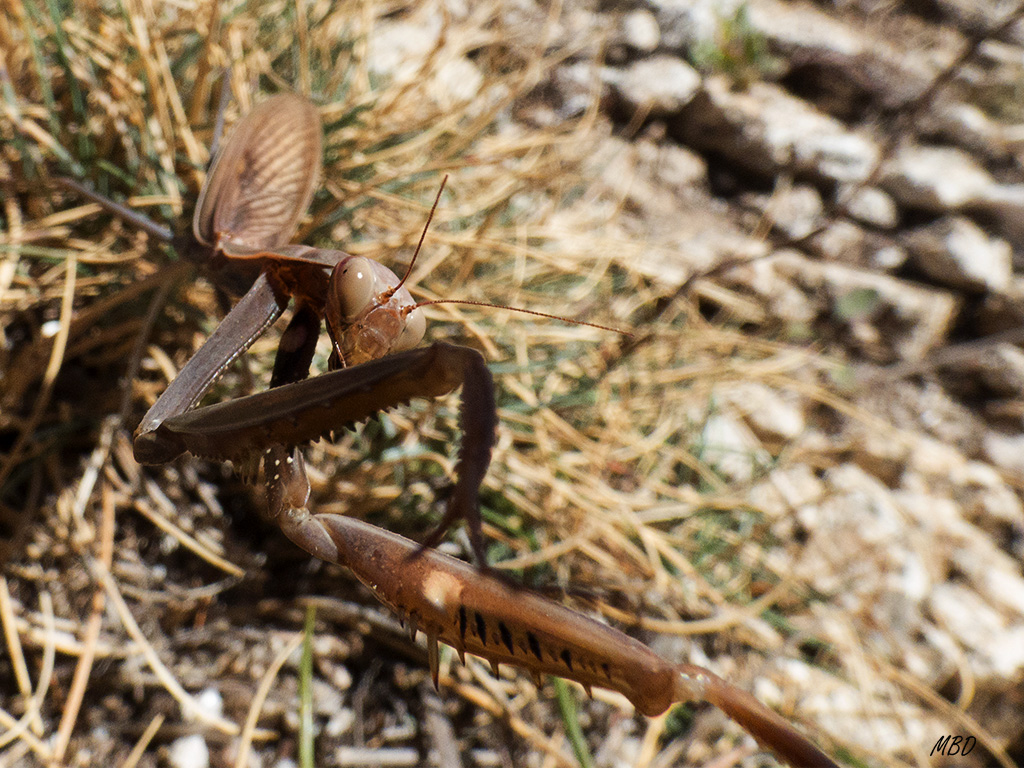 Guadarrama, sep2015. Se vio reflejada en el objetivo y atacó...