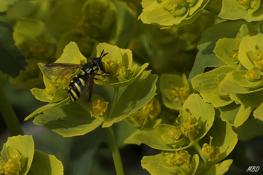 Valdeloshielos, mar2016.