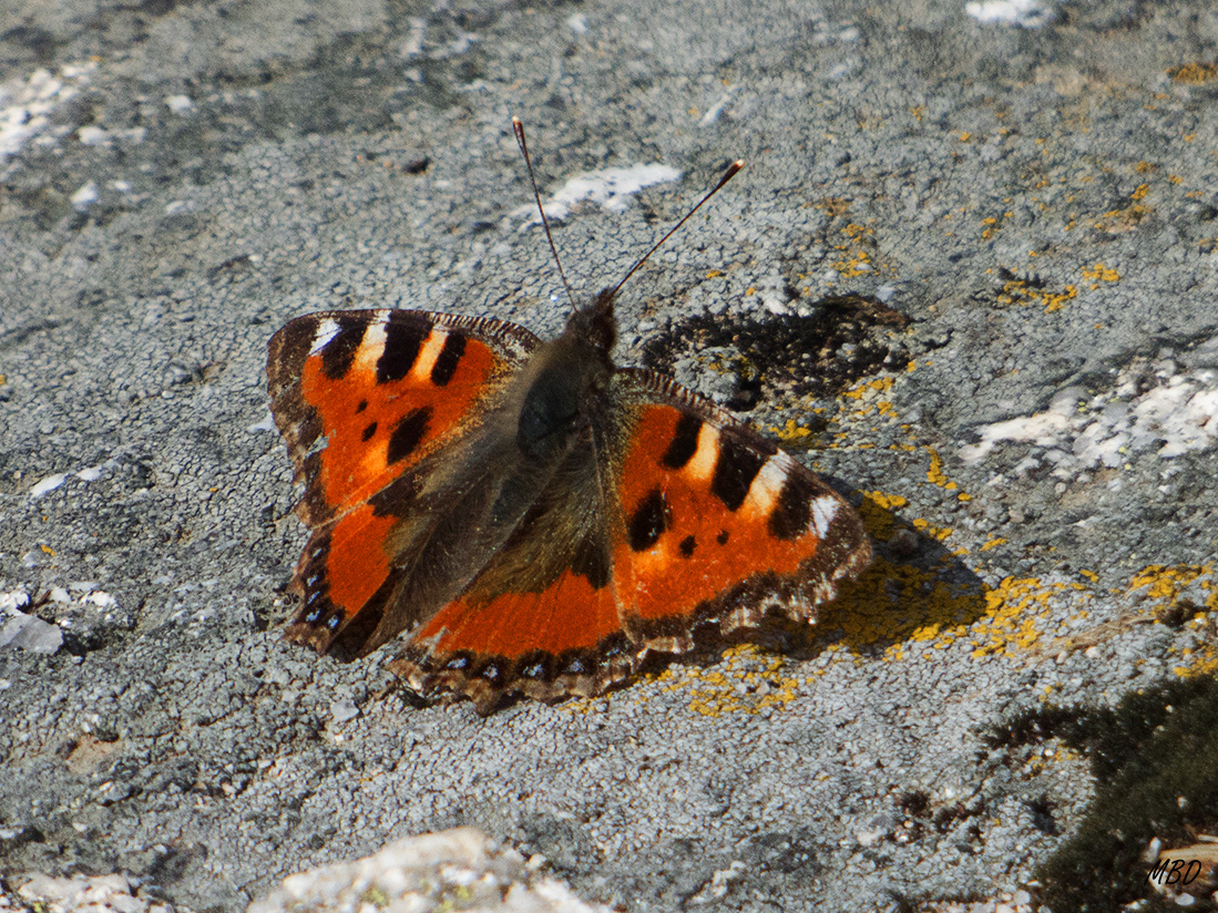 Guadarrama, abr2015.