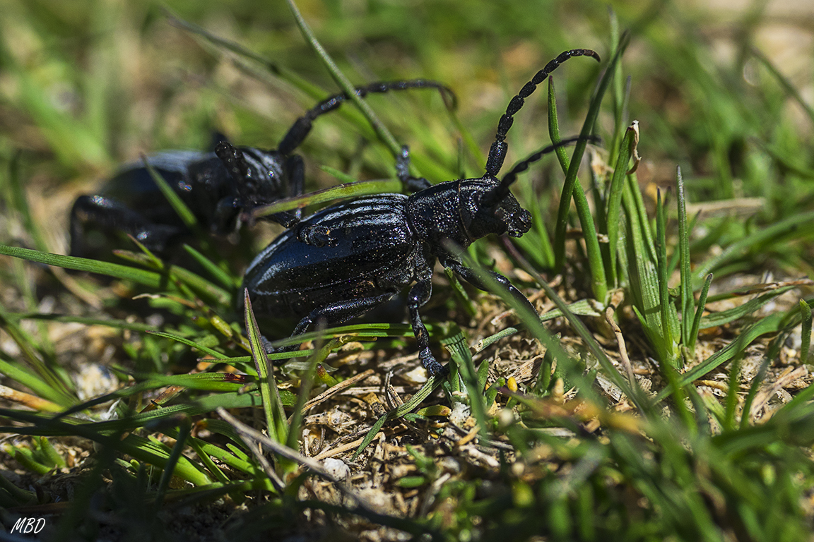 Navacerrada, abr2017