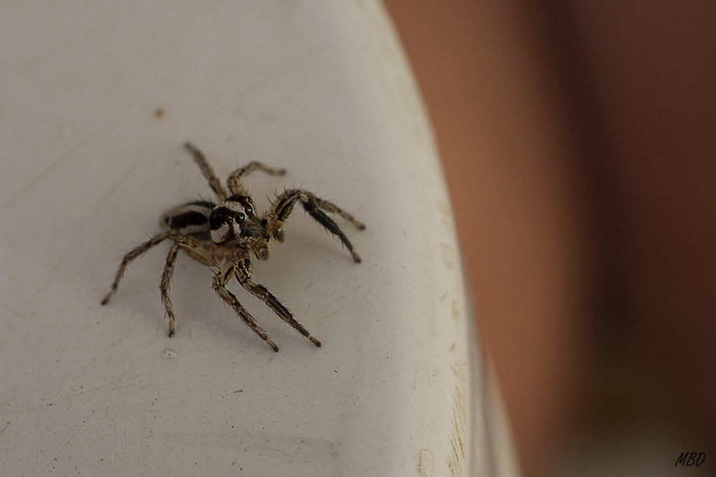 Almería, jun2016. Vino a desayunar