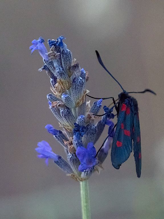 Zygaena