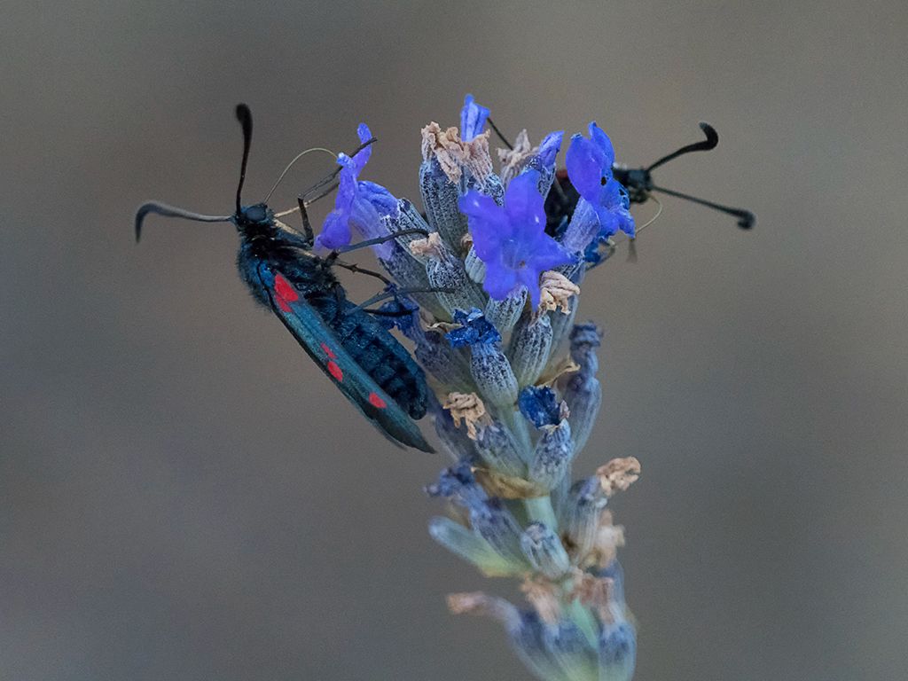 Zygaena
