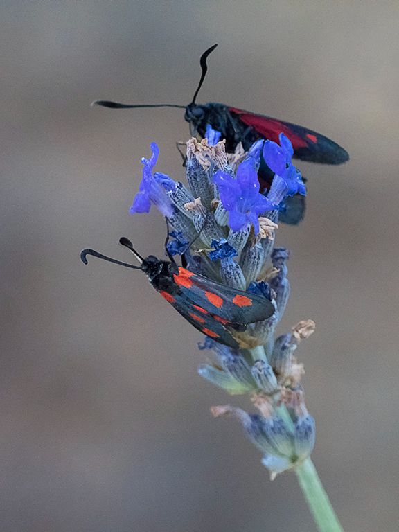 Zygaena